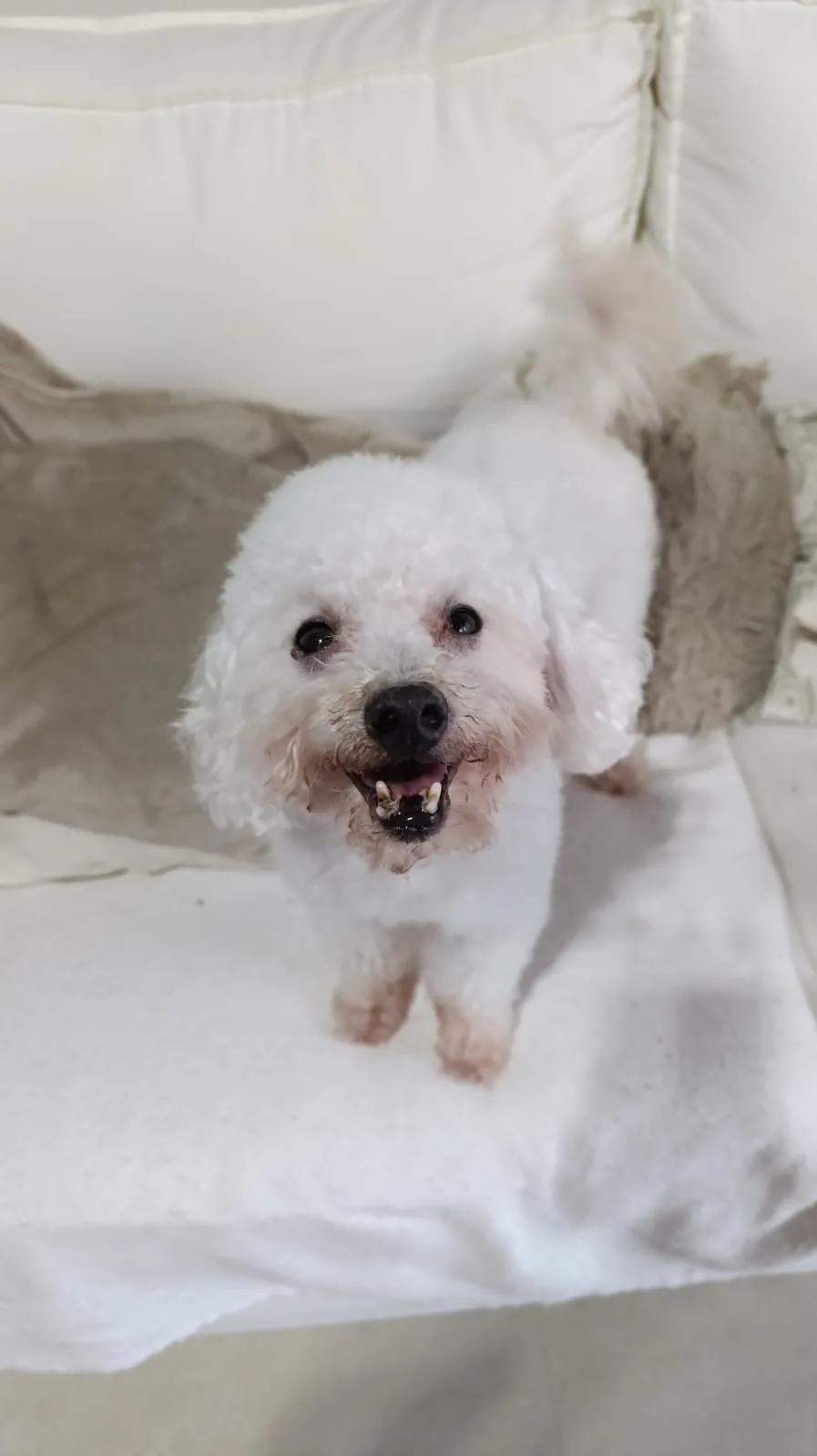 Perro de pelaje blanco después de su corte de mantenimiento